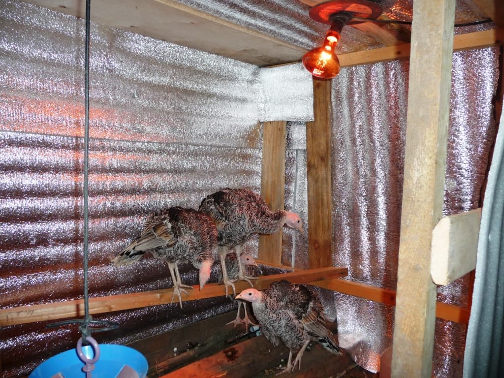 Инфракрасный обогрев для курятника – находка для птицеводов, обеспечивающая комфортные условия для кур в зимний период