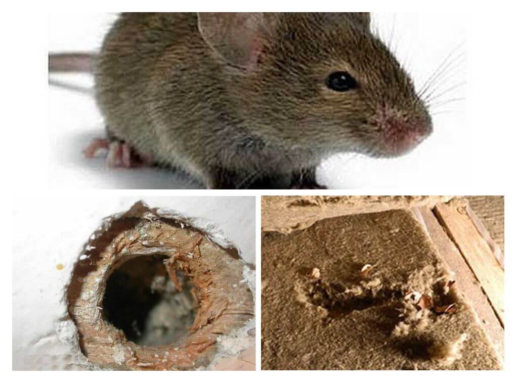 Какой утеплитель не едят мыши. грызут ли мыши пеноплекс: что делать, как защитить его от мышей?