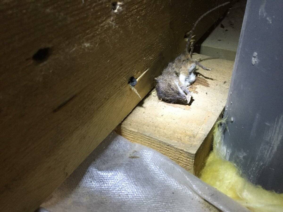 Какой утеплитель не грызут мыши и крысы: обзор материалов для защиты от грызунов. живут ли мыши в стекловате