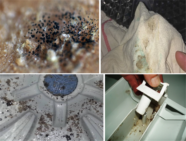 Как избавиться от плесени в стиральной машине: как очистить и отмыть прибор от черного налета и удалить грибок