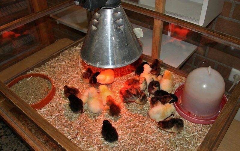 Обогрев брудера для цыплят: варианты, оптимальный режим