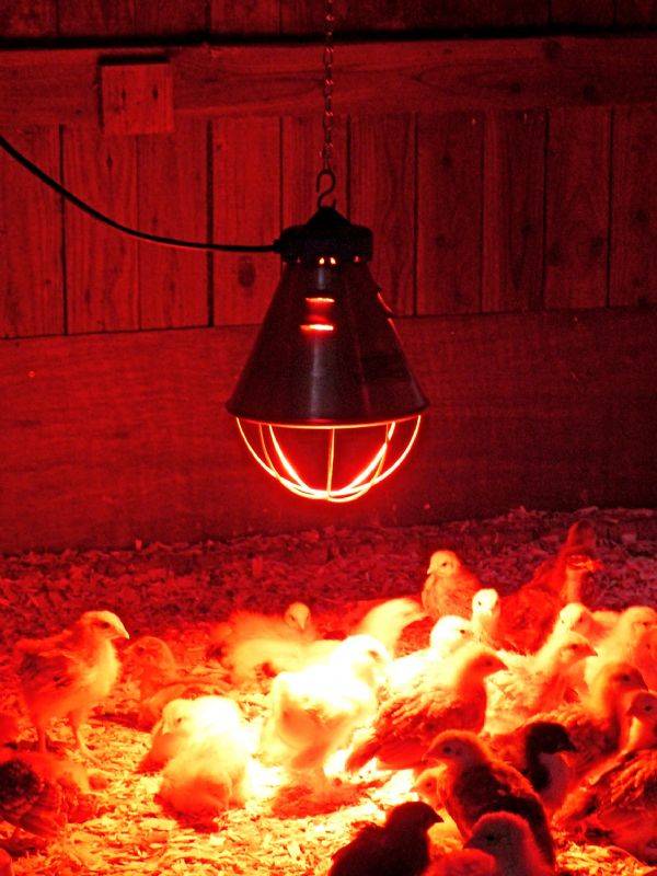 Обогрев курятника зимой инфракрасной лампой: какого цвета лампочка должна быть