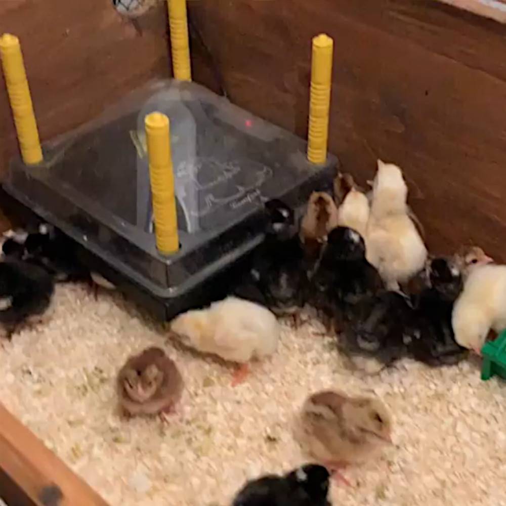 Обогрев для цыплят первых дней жизни в домашних условиях