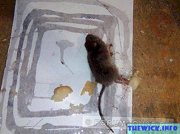 Мыши грызут пенопласт: что делать, чем обработать и как защитить дом?