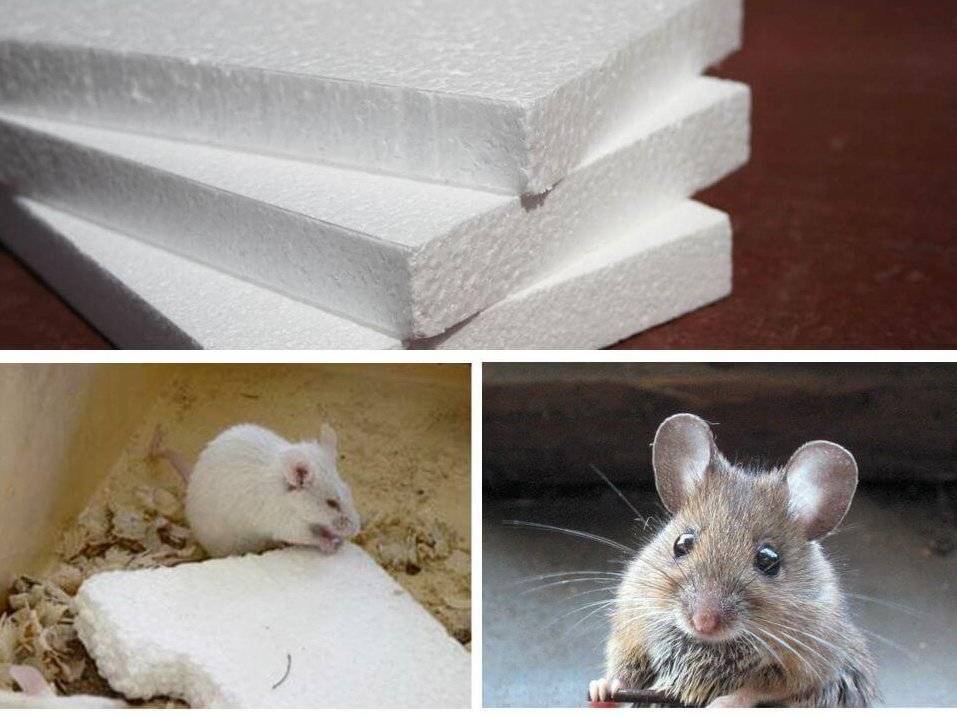 Какой утеплитель не грызут мыши и крысы: обзор материалов, устойчивых к грызунам
