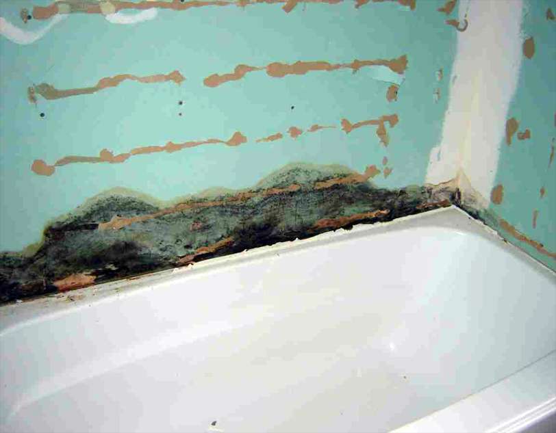 Как убрать плесень в ванной комнате (черные пятна на потолке, между плитками на стене) самостоятельно: народные рецепты, домашние и магазинные средства?