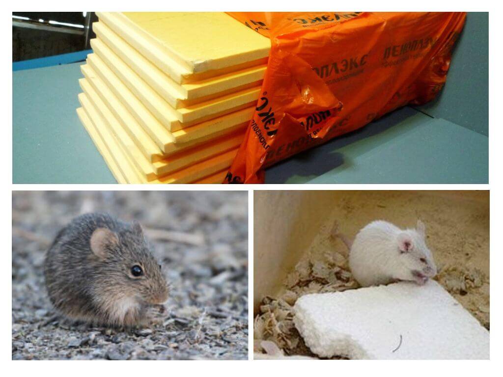 Какой утеплитель не грызут мыши и крысы: живут ли в стеклопакете и минеральной вате?