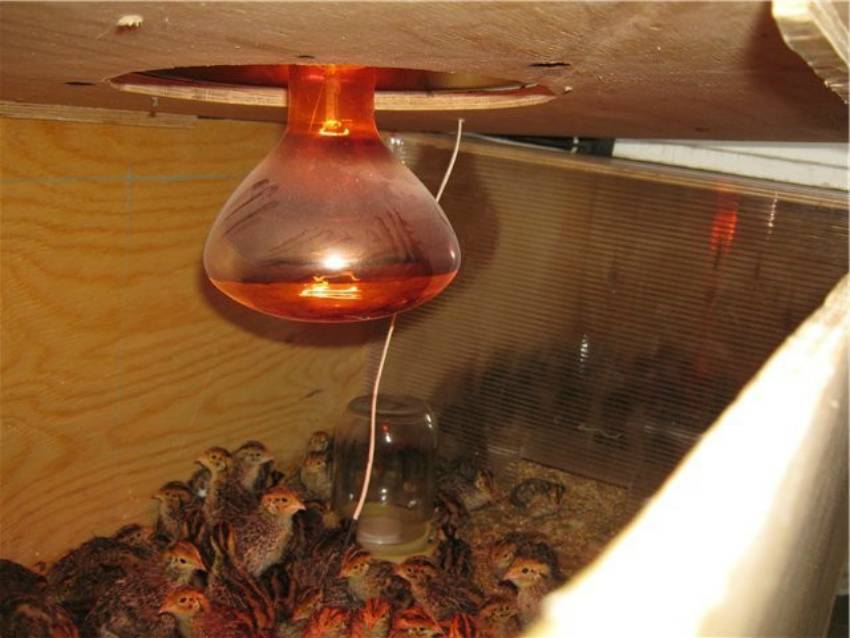 Использование инфракрасных ламп для обогрева курятника