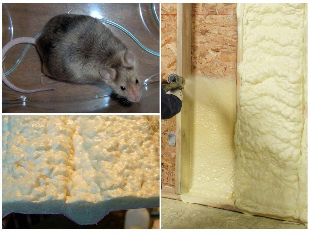 Какой утеплитель не грызут мыши и крысы: виды материалов и их свойства, пенобетон и стекловата, пеноизол